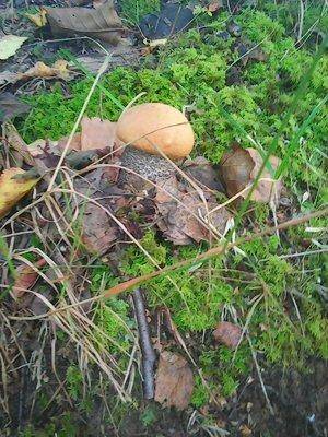 Грибы 11 сентября 2016 010.jpg