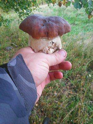 Грибы 11 сентября 2016 011.jpg