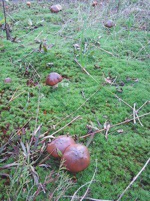 Грибы 19 сентября 2016 016.jpg