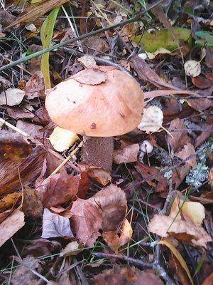 Грибы 19 сентября 2016 019.jpg