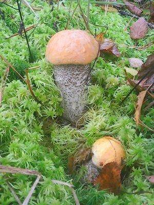 Грибы-клюква 20.09.2016 006.jpg