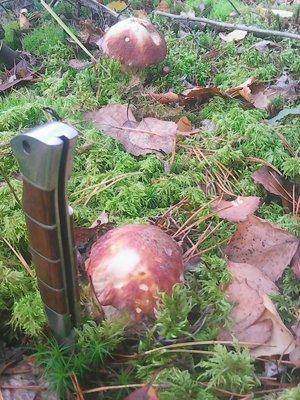 Грибы-клюква 20.09.2016 009.jpg