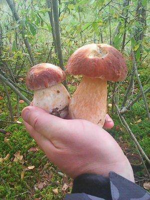 Грибы-клюква 20.09.2016 012.jpg