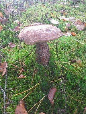 Грибы-клюква 20.09.2016 014.jpg