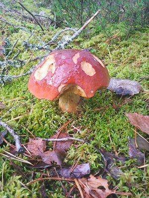 Грибы-клюква 20.09.2016 016.jpg