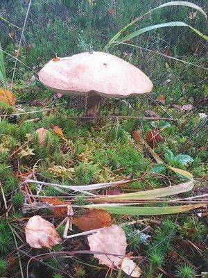 Грибы-клюква 20.09.2016 017.jpg