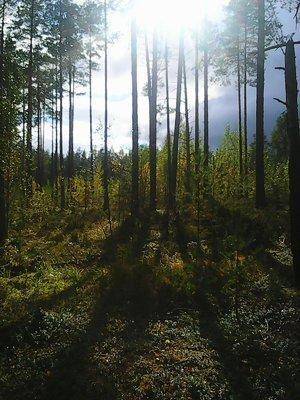 Грибы-клюква 20.09.2016 020.jpg