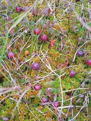 Грибы-клюква 20.09.2016 024.jpg