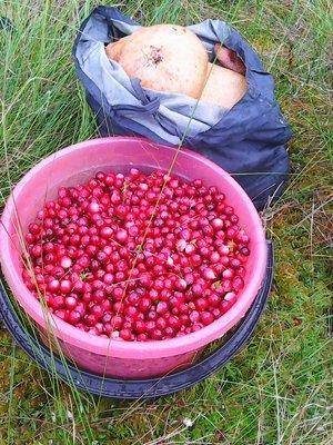 Грибы-клюква 20.09.2016 026.jpg