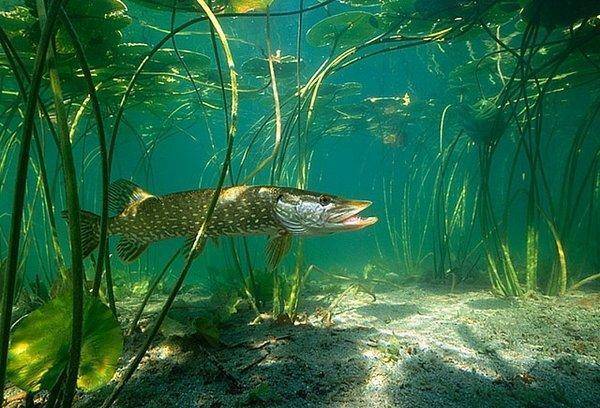 щука в водной растительности_.jpg