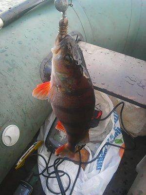 Рыбалка 1 октября 2016 022.jpg