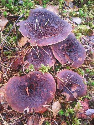 Рыбалка 1 октября 2016 006.jpg