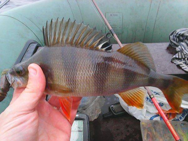 Рыбалка  8октября 2016 013.jpg