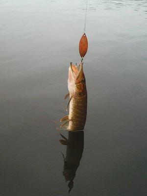 Рыбалка 12 октября 2016 007.jpg