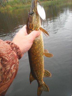 Рыбалка 12 октября 2016 010.jpg