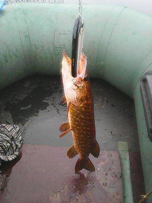 Рыбалка на джерки 13 октября 2016 014.jpg