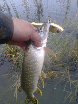 57ffa7407d39f_4403.thumb.jpg.4e8244d6a51