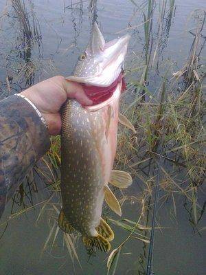 57ffa7b611d76_4406.thumb.jpg.fdb5141b9e3