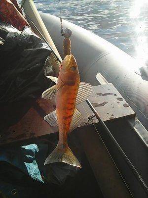 Ловать 15-16 октября 2016 011.jpg