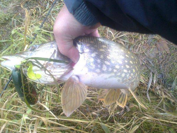 5814a16a77daf_4479.thumb.jpg.1e0a0531d1f