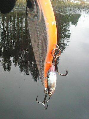 Рыбалка 31 октября 2016 021.jpg