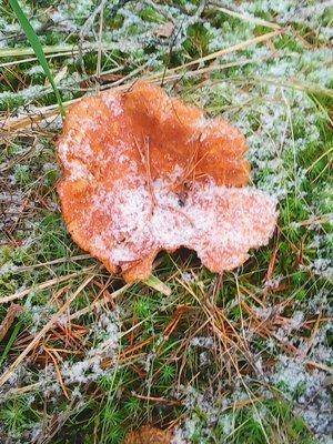 Рыбалка 31 октября 2016 026.jpg