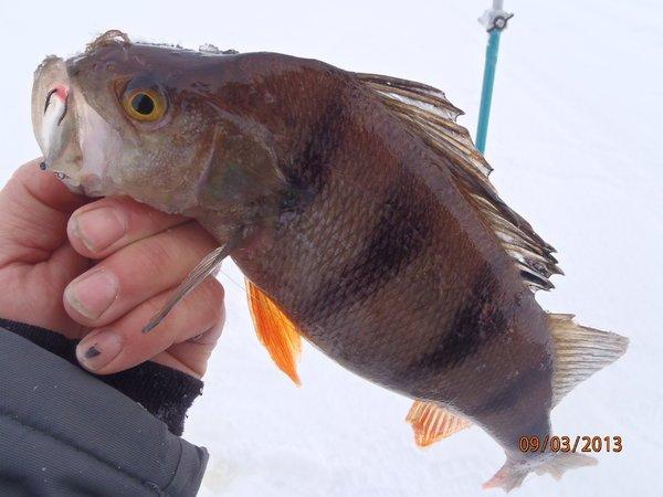 аркацкий с Хичником 035.JPG