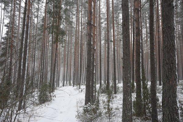 Прощание с летом 2016 и встреча зимы 2017 020.JPG
