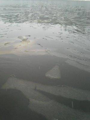 Рыбалка 4 ноября 2016 003.jpg