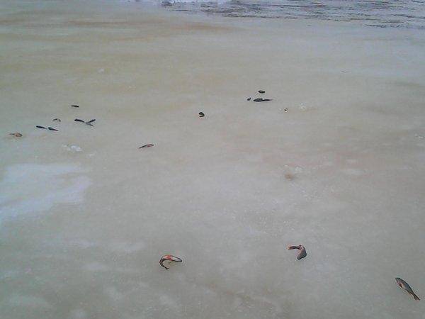 Боровно, 19 ноября 2016 002.jpg