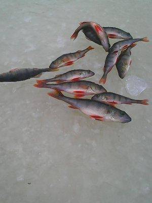 Боровно, 19 ноября 2016 003.jpg