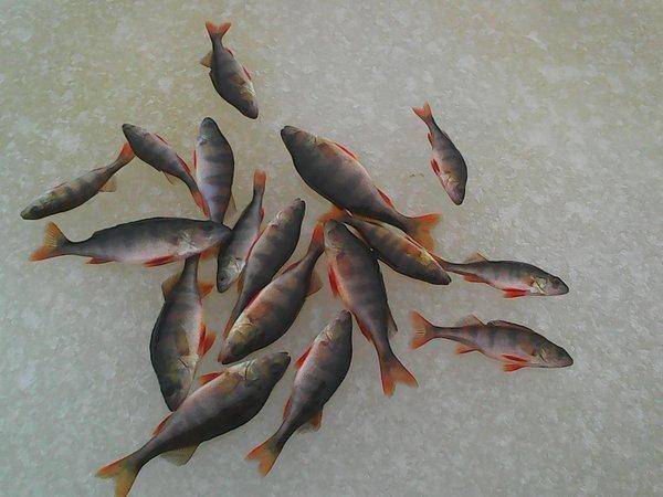 Боровно, 19 ноября 2016 019.jpg