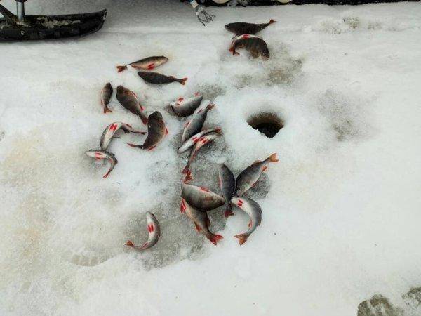 1482318640733.thumb.jpg.960c3d56493d7b4e