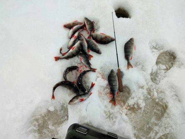 1482318648780.thumb.jpg.bf639f031b0f1599