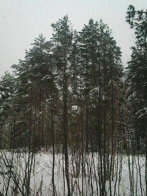 Боровно 1 декабря 2016 018.jpg