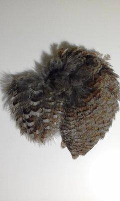 скальп рябчика.jpg