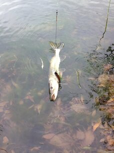 позарилась на Рудру