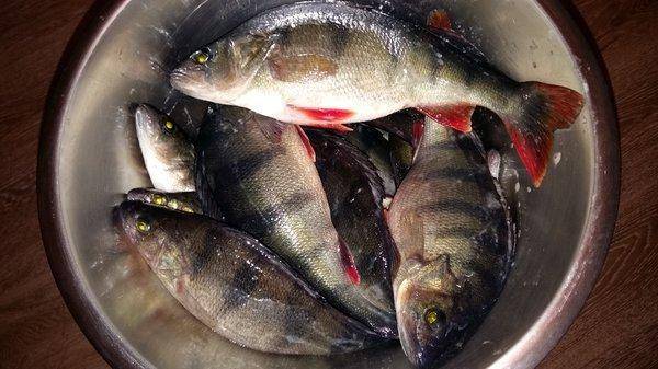 Ладога 10 января 2017 002.jpg