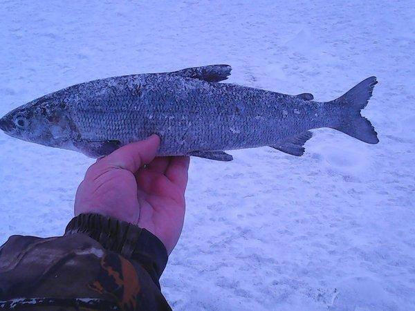 Ладога 25 января 2017 008.jpg