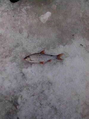 1486881334975.thumb.jpg.2cf409349a51f59c