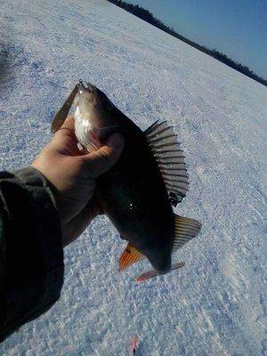 1487171052689.thumb.jpg.1af8e189ebe2fe6b