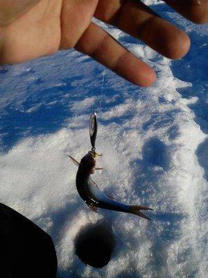 1487171723550.thumb.jpg.d927ef937ff87f09