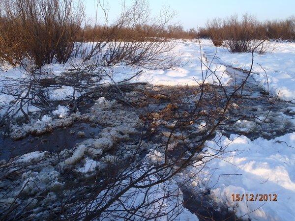 со снежиком в болоте 064.JPG