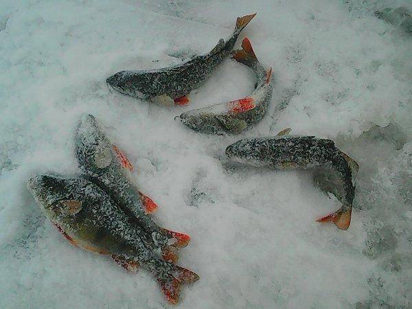 Ладога 4 февраля 2017 002.jpg