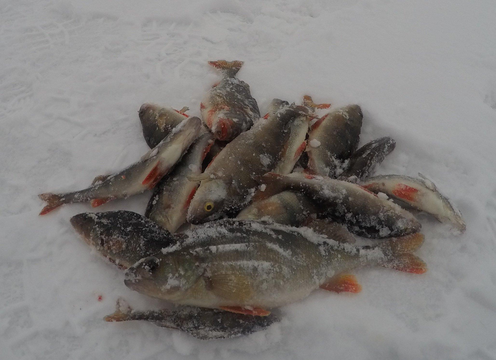 Зимняя рыбалка в озере Ильмень на окуня