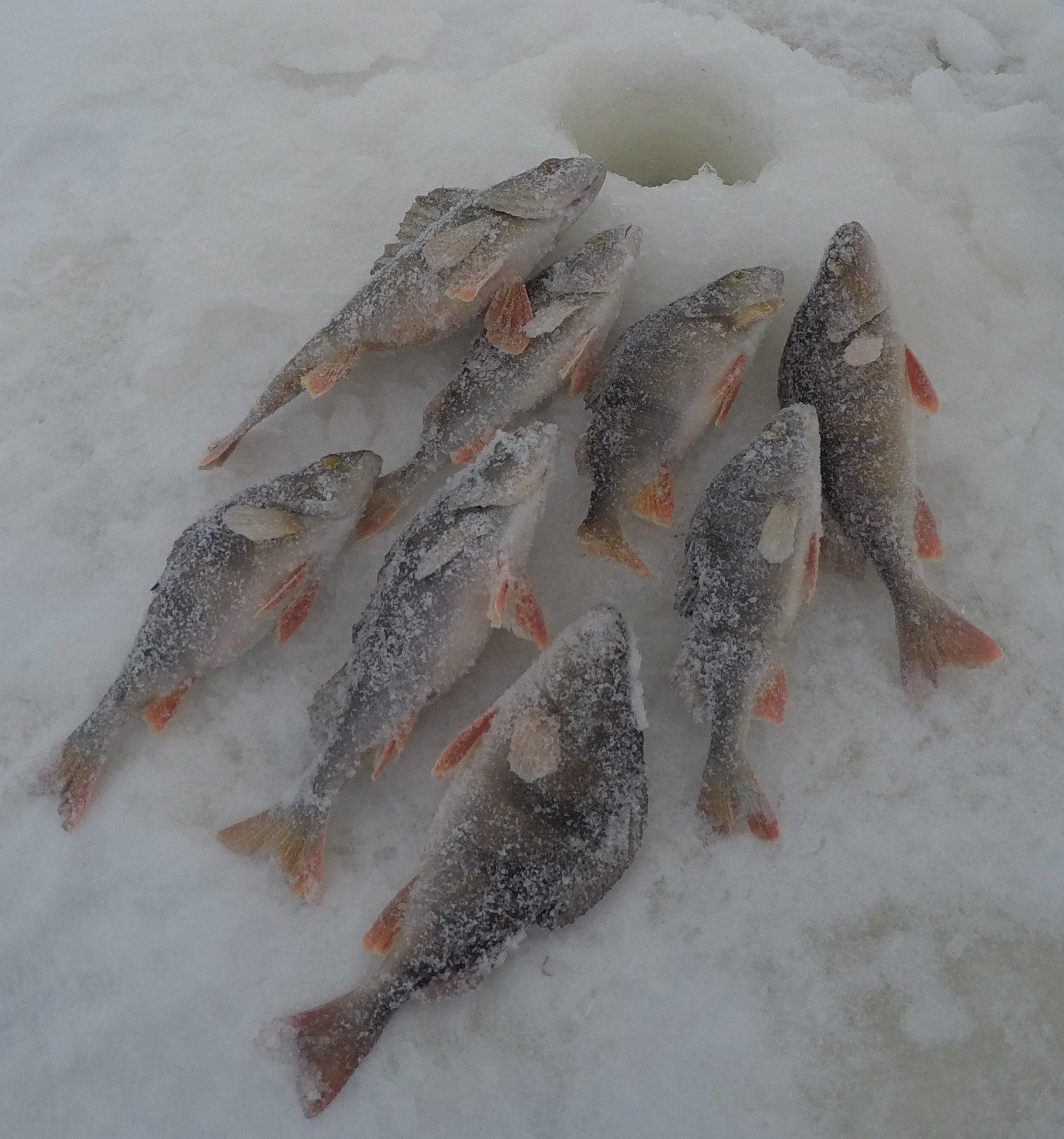 Зимняя рыбалка на озере Ильмень
