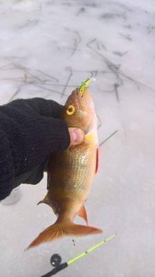 WP_20170308_10_41_01_Rich (2).jpg