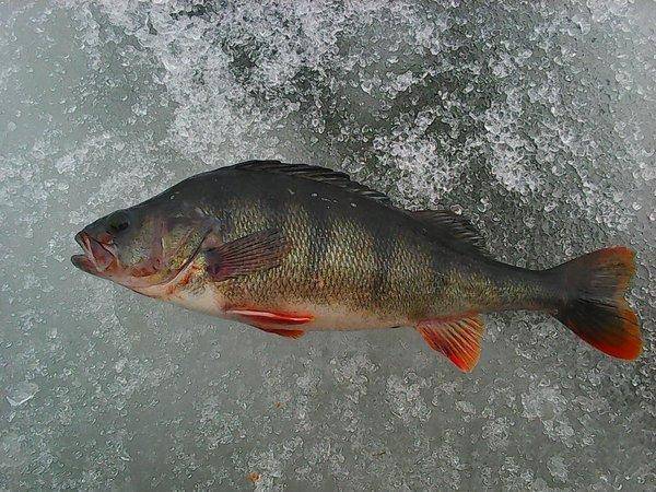 Ладога 19марта 2017 008.jpg