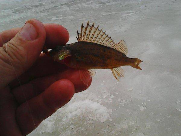 Розливы 25 марта 2017 008.jpg