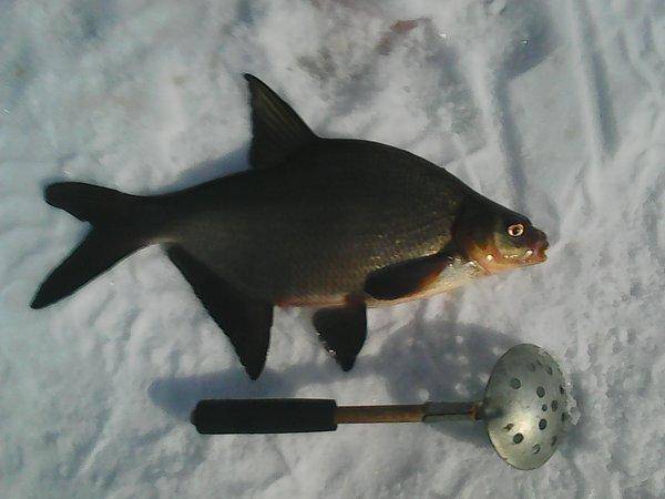 На Леща 31 марта 2017 017.jpg